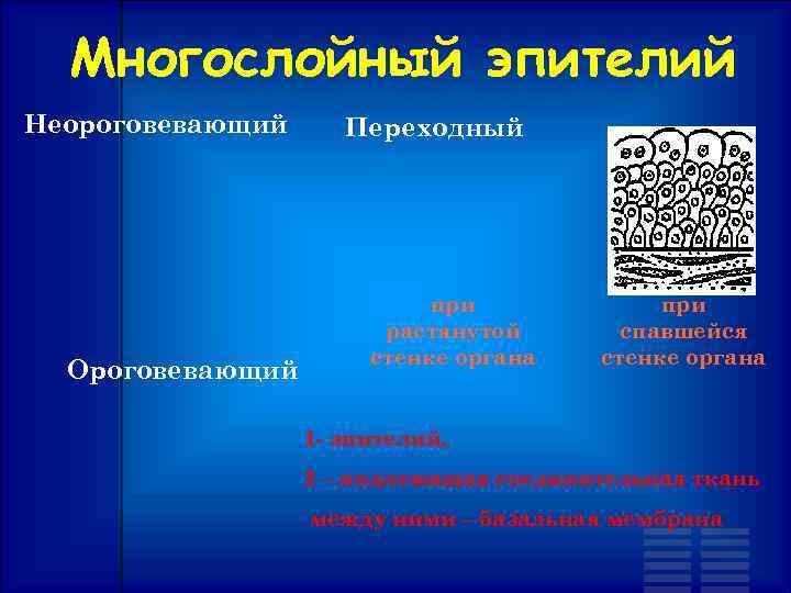 Многослойный эпителий Неороговевающий Ороговевающий Переходный при растянутой стенке органа при спавшейся стенке органа 1