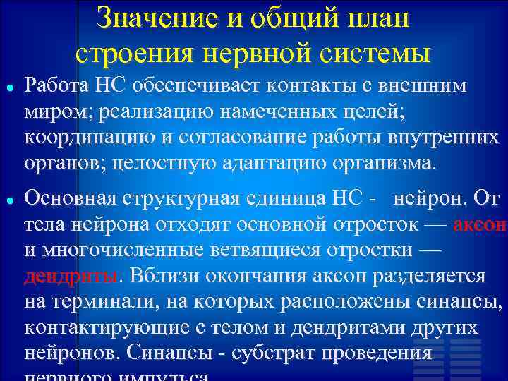 Значение и общий план строения нервной системы Работа НС обеспечивает контакты с внешним миром;