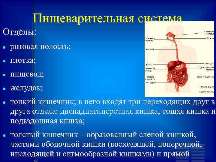 Пищеварительная система Отделы: ротовая полость; глотка; пищевод; желудок; тонкий кишечник; в него входят три