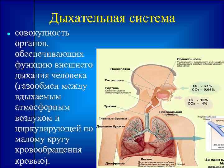 Дыхательная система совокупность органов, обеспечивающих функцию внешнего дыхания человека (газообмен между вдыхаемым атмосферным воздухом