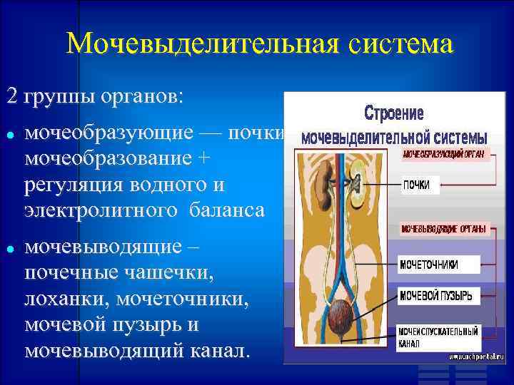 Мочевыделительная система 2 группы органов: мочеобразующие — почки: мочеобразование + регуляция водного и электролитного