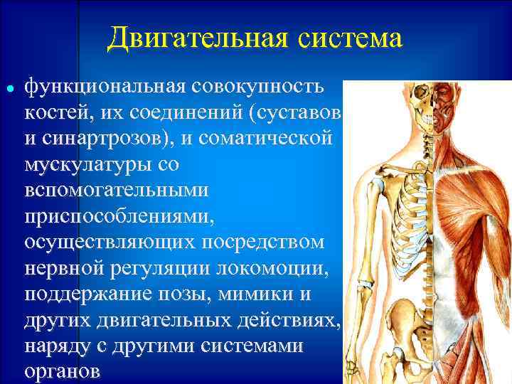 Двигательная система функциональная совокупность костей, их соединений (суставов и синартрозов), и соматической мускулатуры со