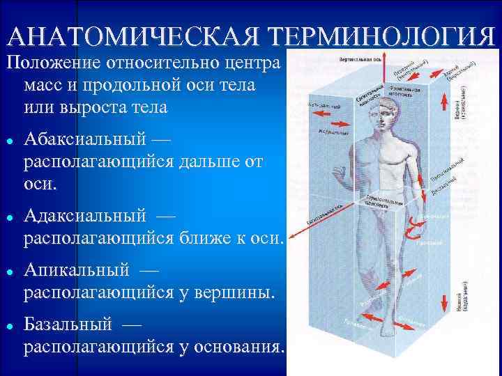 АНАТОМИЧЕСКАЯ ТЕРМИНОЛОГИЯ Положение относительно центра масс и продольной оси тела или выроста тела Абаксиальный