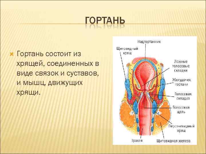  Гортань состоит из хрящей, соединенных в виде связок и суставов, и мышц, движущих