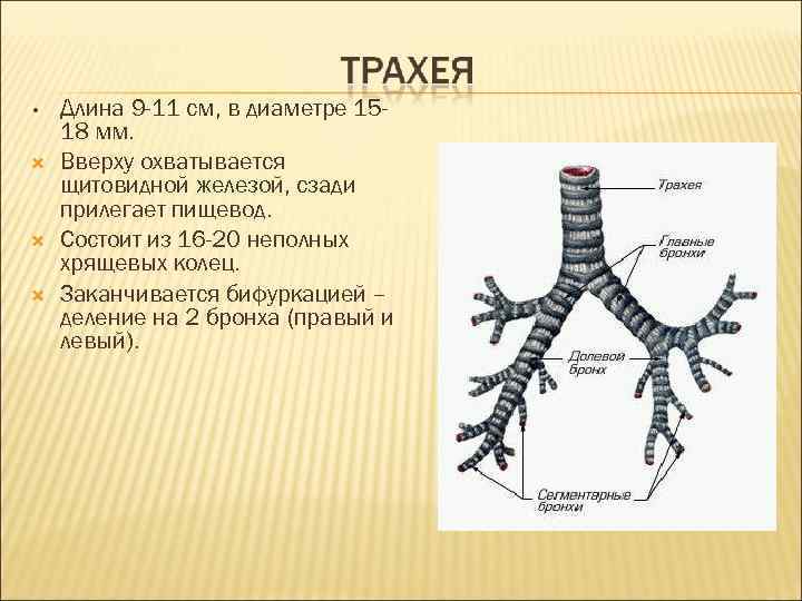  • Длина 9 -11 см, в диаметре 1518 мм. Вверху охватывается щитовидной железой,