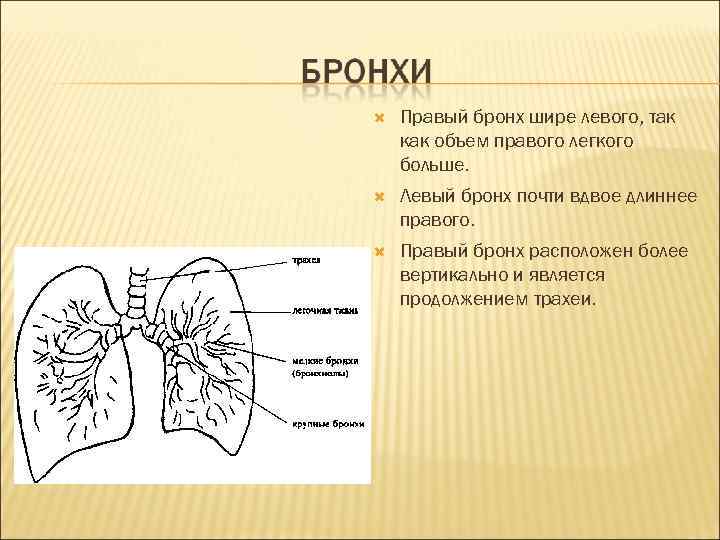  Правый бронх шире левого, так как объем правого легкого больше. Левый бронх почти