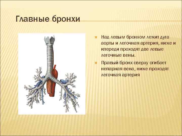 Главные бронхи Над левым бронхом лежит дуга аорты и легочная артерия, ниже и кпереди