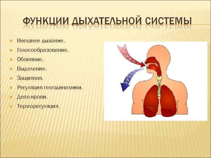  Внешнее дыхание. Голосообразование. Обоняние. Выделение. Защитная. Регуляция гемодинамики. Депо крови. Терморегуляция. 