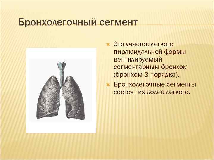 Бронхолегочный сегмент Это участок легкого пирамидальной формы вентилируемый сегментарным бронхом (бронхом 3 порядка). Бронхолегочные