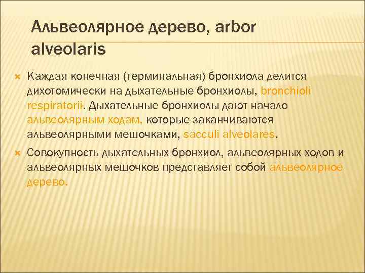 Альвеолярное дерево, arbor alveolaris Каждая конечная (терминальная) бронхиола делится дихотомически на дыхательные бронхиолы, bronchioli