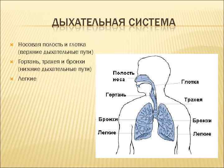  Носовая полость и глотка (верхние дыхательные пути) Гортань, трахея и бронхи (нижние дыхательные