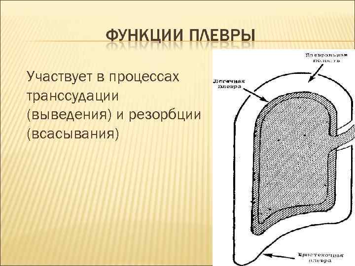 Участвует в процессах транссудации (выведения) и резорбции (всасывания) 