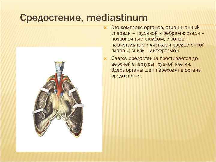 Средостение, mediastinum Это комплекс органов, ограниченный спереди – грудиной и ребрами; сзади – позвоночным