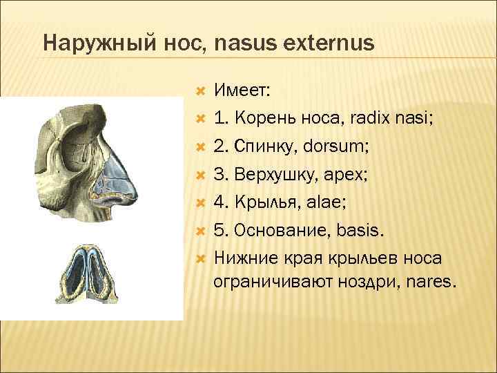 Наружный нос, nasus externus Имеет: 1. Корень носа, radix nasi; 2. Спинку, dorsum; 3.