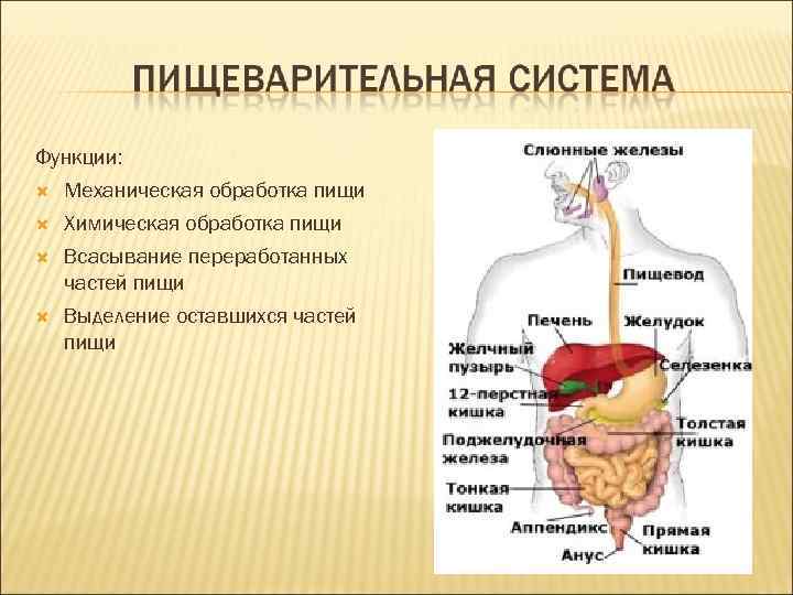 Функции: Механическая обработка пищи Химическая обработка пищи Всасывание переработанных частей пищи Выделение оставшихся частей