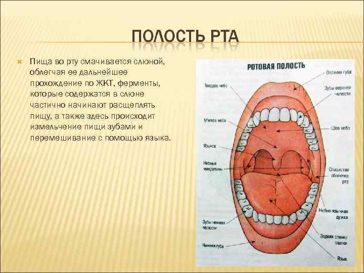  Пища во рту смачивается слюной, облегчая ее дальнейшее прохождение по ЖКТ, ферменты, которые