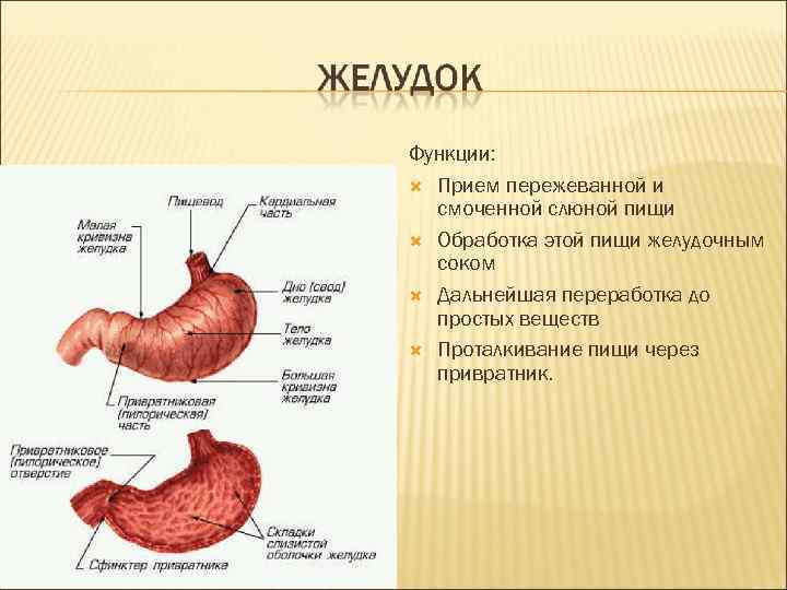 Функции: Прием пережеванной и смоченной слюной пищи Обработка этой пищи желудочным соком Дальнейшая переработка