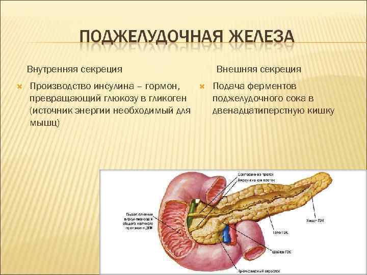 Внутренняя секреция Производство инсулина – гормон, превращающий глюкозу в гликоген (источник энергии необходимый для