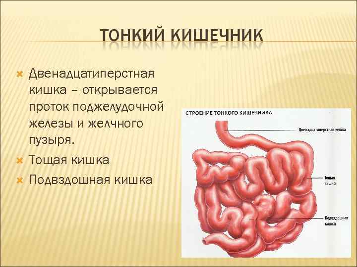  Двенадцатиперстная кишка – открывается проток поджелудочной железы и желчного пузыря. Тощая кишка Подвздошная