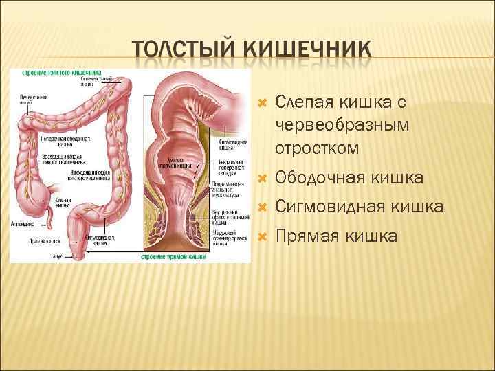  Слепая кишка с червеобразным отростком Ободочная кишка Сигмовидная кишка Прямая кишка 