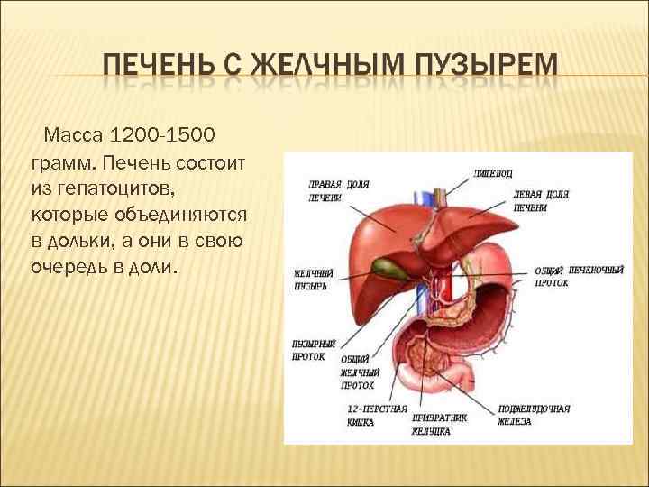 Масса 1200 -1500 грамм. Печень состоит из гепатоцитов, которые объединяются в дольки, а они