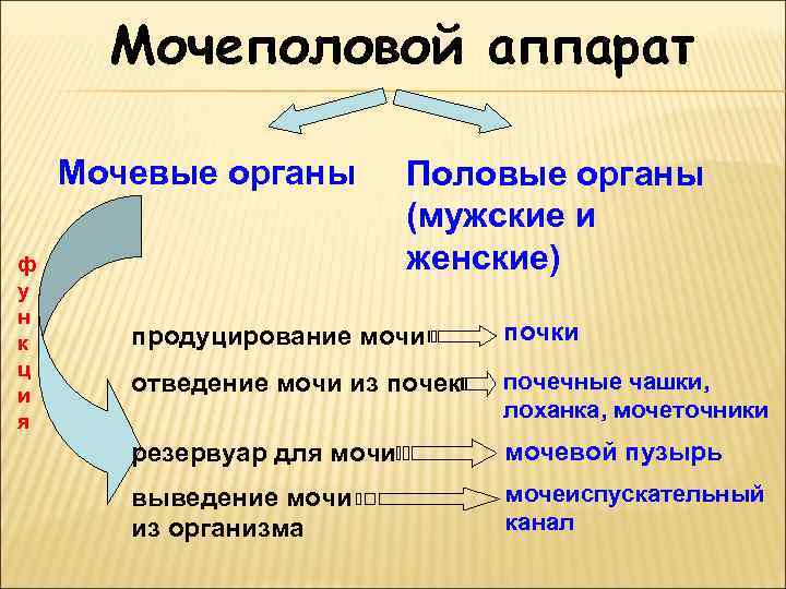 Мочеполовой аппарат Мочевые органы ф у н к ц и я Половые органы (мужские