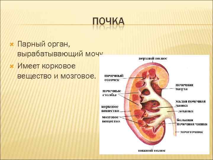  Парный орган, вырабатывающий мочу. Имеет корковое вещество и мозговое. 