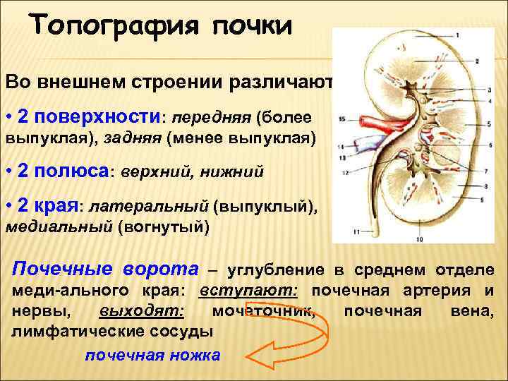 Топография почки Во внешнем строении различают: • 2 поверхности: передняя (более выпуклая), задняя (менее