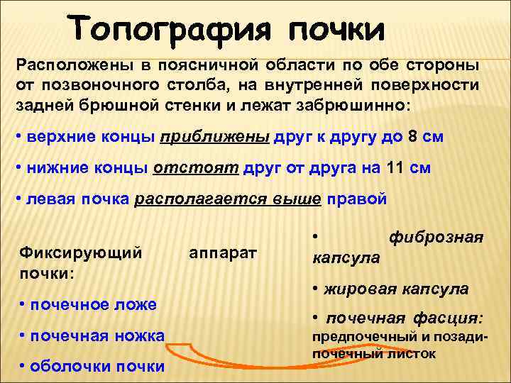 Топография почки Расположены в поясничной области по обе стороны от позвоночного столба, на внутренней