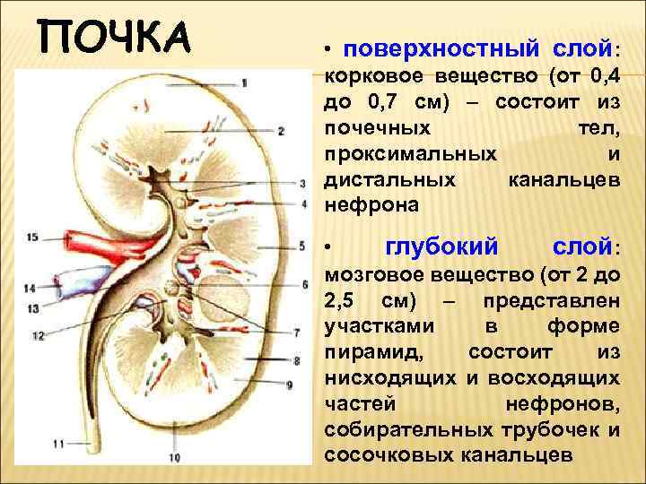 ПОЧКА • поверхностный слой: корковое вещество (от 0, 4 до 0, 7 см) –