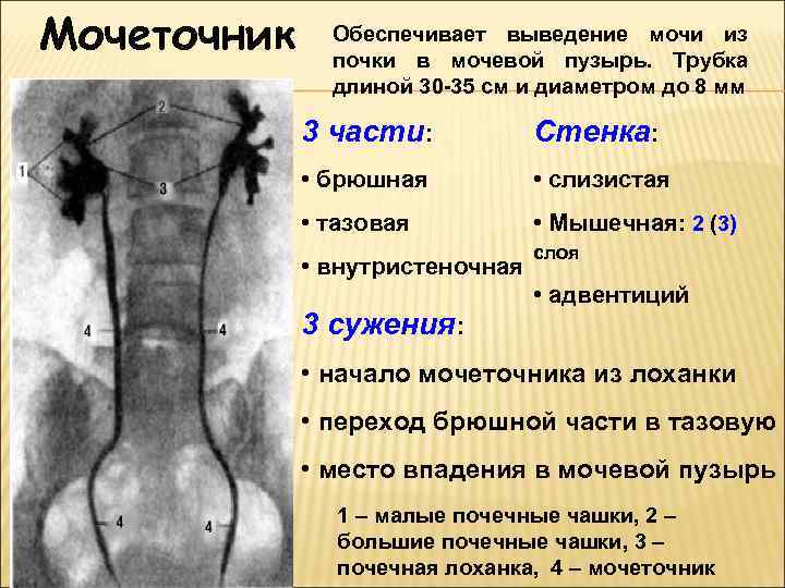 Мочеточник Обеспечивает выведение мочи из почки в мочевой пузырь. Трубка длиной 30 -35 см