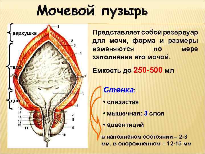 Мочевой пузырь верхушка тело Представляет собой резервуар для мочи, форма и размеры изменяются по