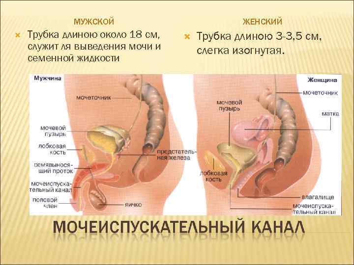 ЖЕНСКИЙ МУЖСКОЙ Трубка длиною около 18 см, служит ля выведения мочи и семенной жидкости