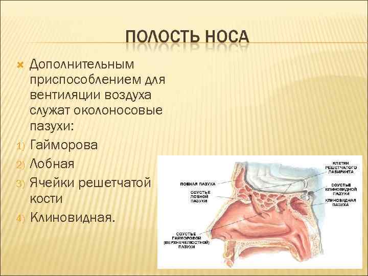  1) 2) 3) 4) Дополнительным приспособлением для вентиляции воздуха служат околоносовые пазухи: Гайморова