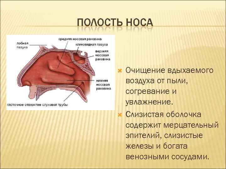  Очищение вдыхаемого воздуха от пыли, согревание и увлажнение. Слизистая оболочка содержит мерцательный эпителий,