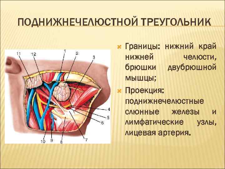 ПОДНИЖНЕЧЕЛЮСТНОЙ ТРЕУГОЛЬНИК Границы: нижний край нижней челюсти, брюшки двубрюшной мышцы; Проекция: поднижнечелюстные слюнные железы