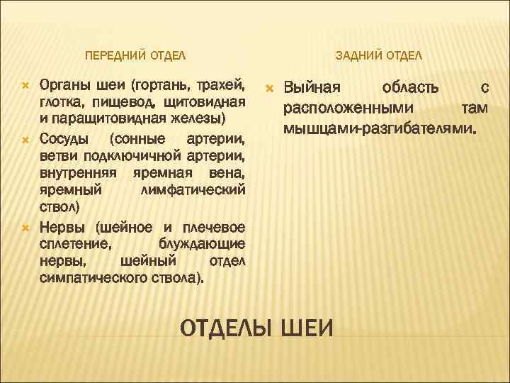 ПЕРЕДНИЙ ОТДЕЛ Органы шеи (гортань, трахей, глотка, пищевод, щитовидная и паращитовидная железы) Сосуды (сонные