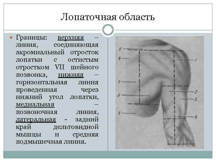 Лопаточная область Границы: верхняя – линия, соединяющая акромиальный отросток лопатки с остистым отростком VII