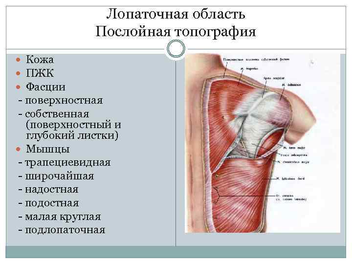 Лопаточная область Послойная топография Кожа ПЖК Фасции - поверхностная - собственная (поверхностный и глубокий