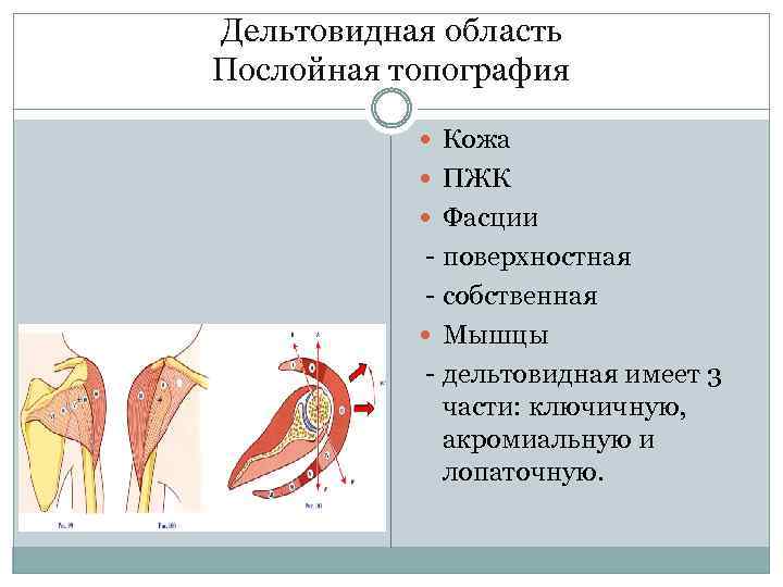 Дельтовидная область Послойная топография Кожа ПЖК Фасции - поверхностная - собственная Мышцы - дельтовидная