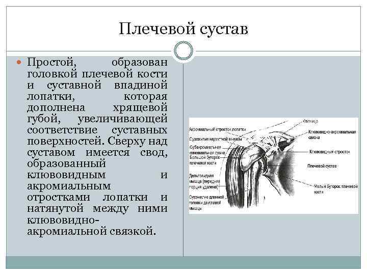 Плечевой сустав Простой, образован головкой плечевой кости и суставной впадиной лопатки, которая дополнена хрящевой