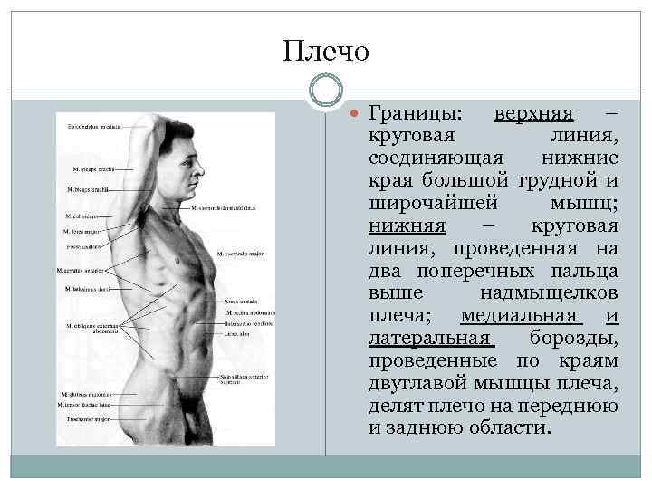 Плечо Границы: верхняя – круговая линия, соединяющая нижние края большой грудной и широчайшей мышц;