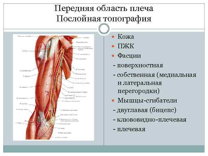 Передняя область плеча Послойная топография Кожа ПЖК Фасции - поверхностная - собственная (медиальная и