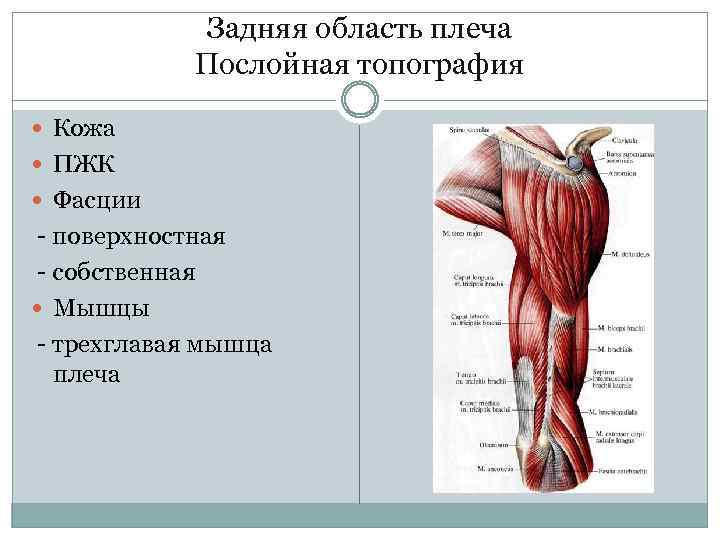 Задняя область плеча Послойная топография Кожа ПЖК Фасции - поверхностная - собственная Мышцы -