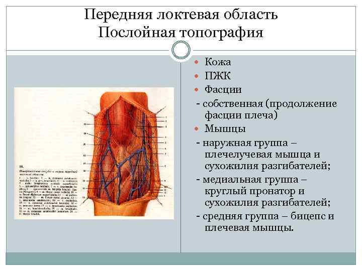 Передняя локтевая область Послойная топография Кожа ПЖК Фасции - собственная (продолжение фасции плеча) Мышцы