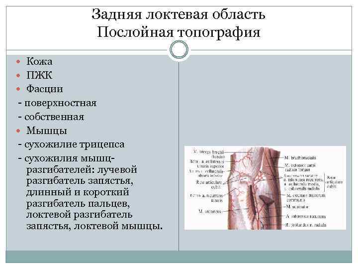 Задняя локтевая область Послойная топография Кожа ПЖК Фасции - поверхностная - собственная Мышцы -