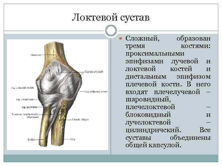Локтевой сустав Сложный, образован тремя костями: проксимальными эпифизами лучевой и локтевой костей и дистальным