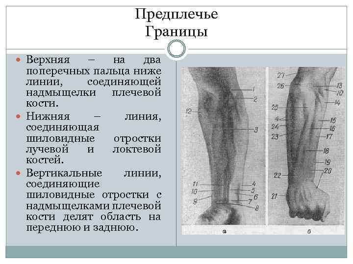 Предплечье Границы Верхняя – на два поперечных пальца ниже линии, соединяющей надмыщелки плечевой кости.