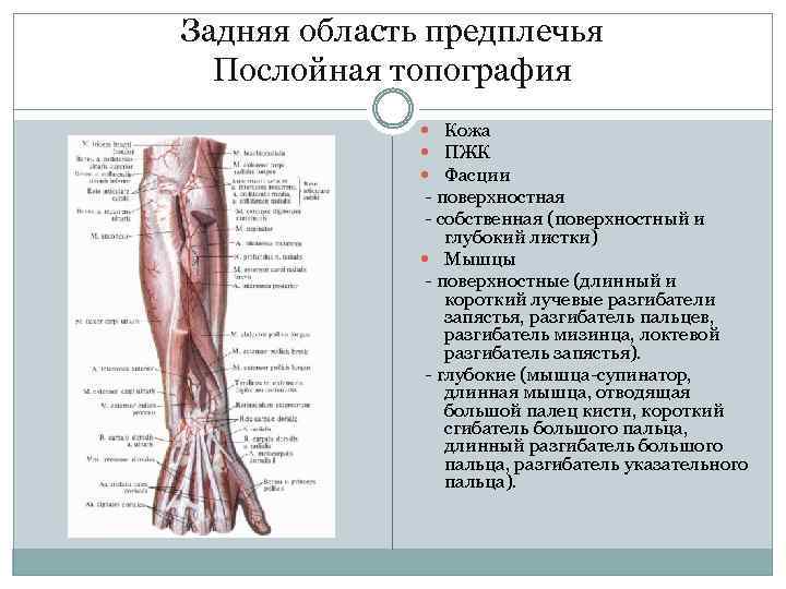 Задняя область предплечья Послойная топография Кожа ПЖК Фасции - поверхностная - собственная (поверхностный и
