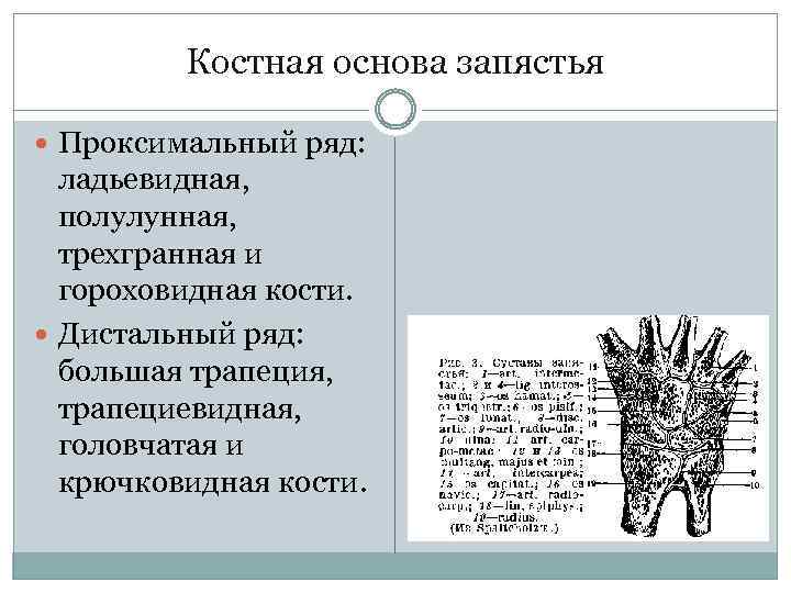 Костная основа запястья Проксимальный ряд: ладьевидная, полулунная, трехгранная и гороховидная кости. Дистальный ряд: большая